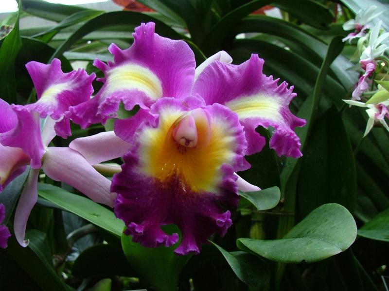 Botanical Gardens, National Mall, Washington DC