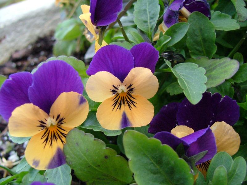 Botanical Gardens, National Mall, Washington DC