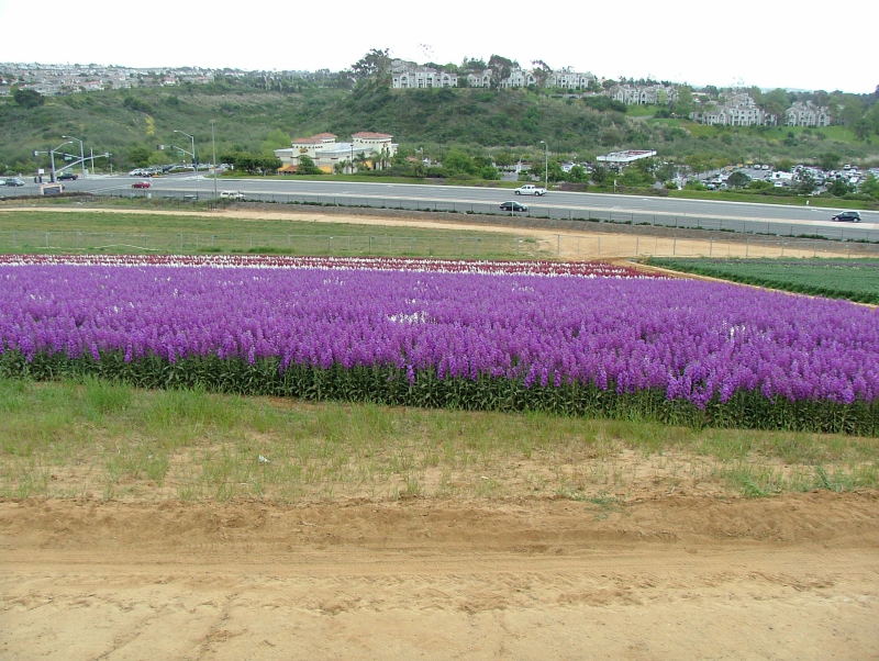 Carlsbad Flower Fields, Carlsbad, California