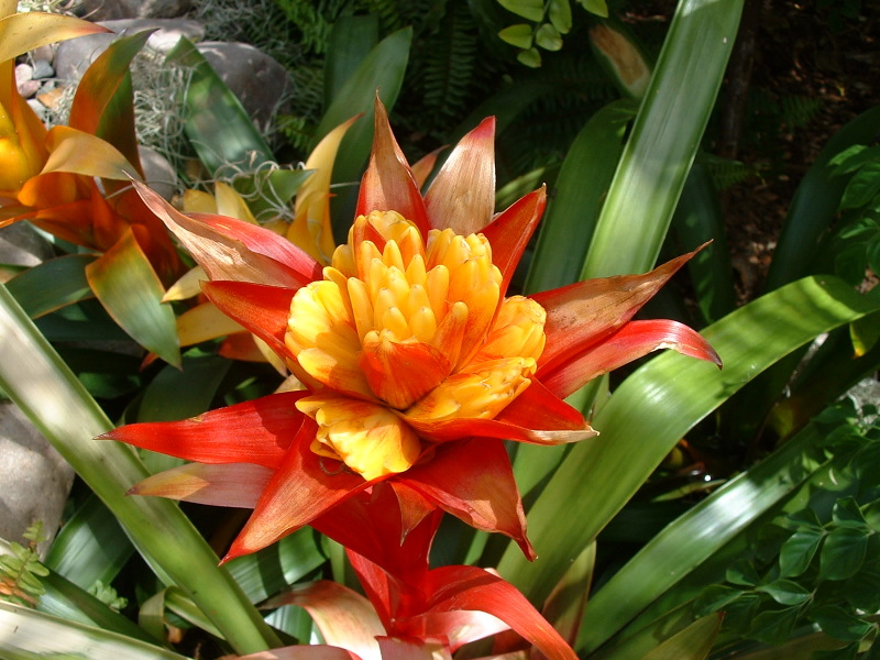 Orchids, San Diego Wild Animal Park, Escondido, California