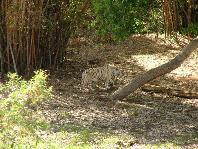 San Diego Wild Animal Park, Escondido, California