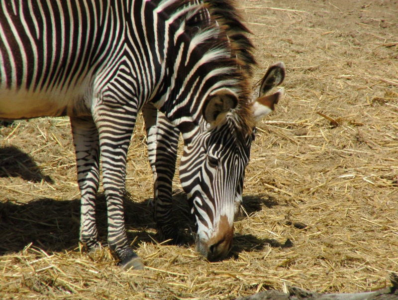 San Diego Wild Animal Park, Escondido, California