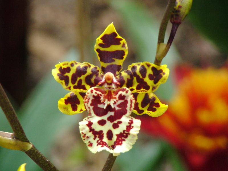Orchids, San Diego Wild Animal Park, Escondido, California