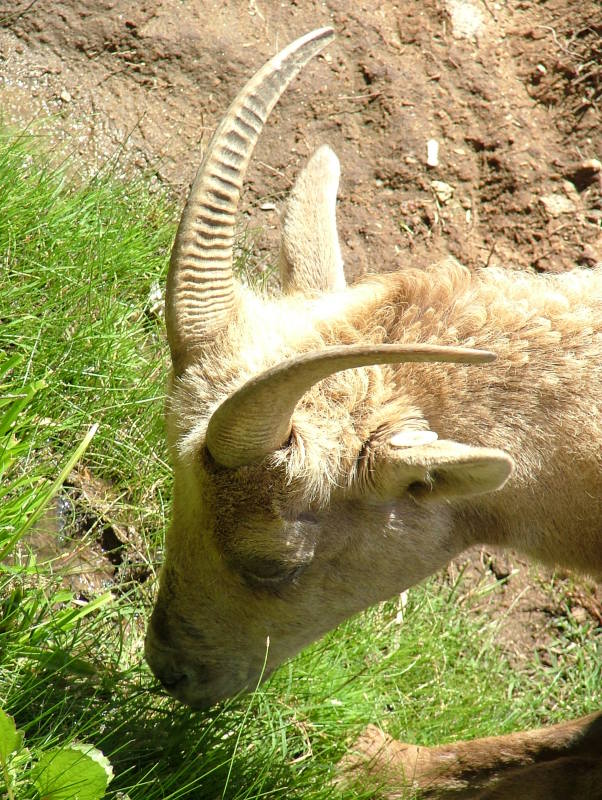 San Diego Wild Animal Park, Escondido, California