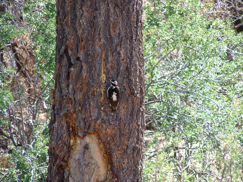 A woodpecker pecking holes in a tree in The Grand Canyon, Arizona