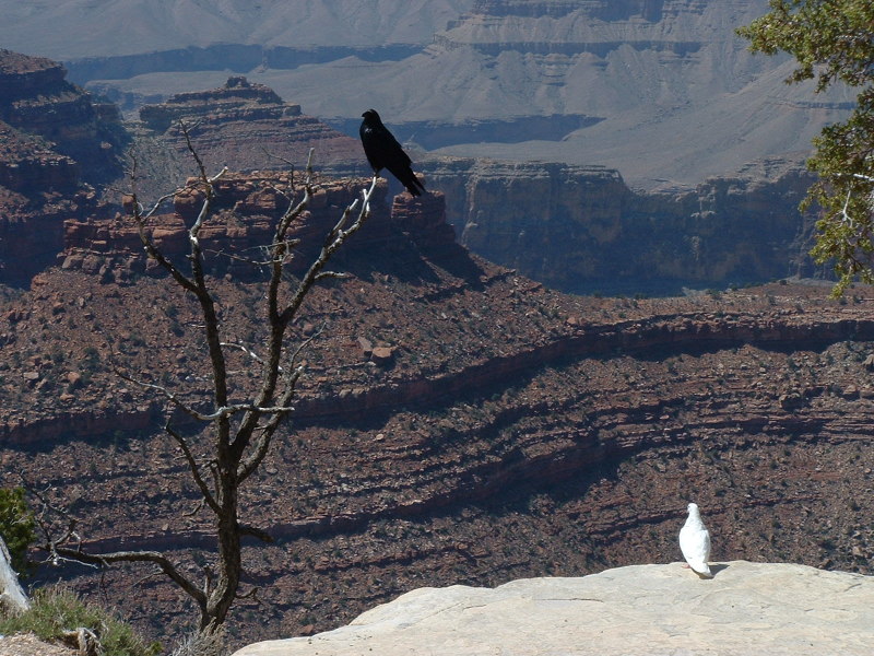 The Grand Canyon, Arizona