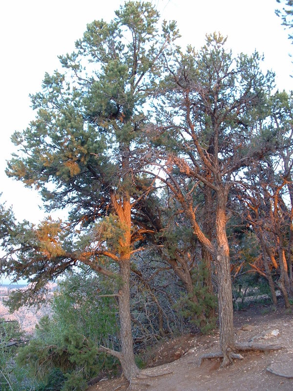 The sun setting over The Grand Canyon, Arizona