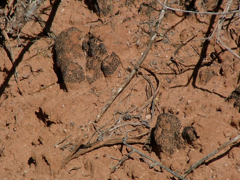 Cryptobiotic Soil - 