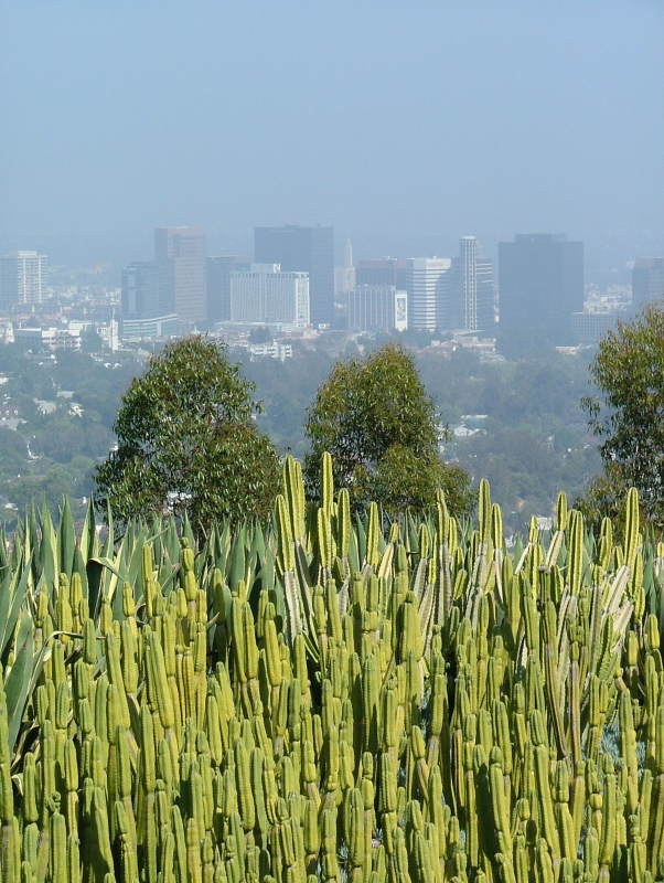 Hollywood and the Cactus Garden at The Getty Center, California