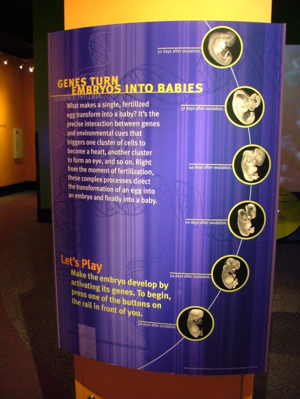 Genetics display, Museum of Science and Industry, Chicago