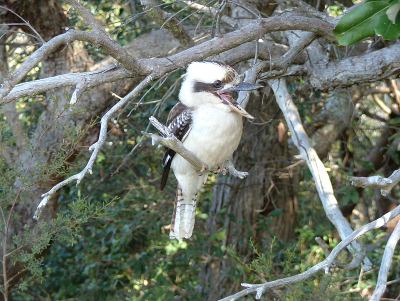 Kookaburra, Ku-ring-gai Chase National Park, Sydney