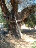 Cross at San Antonia de Pala  on highway 76, on the Pala Indian Reservation.