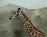 Giraffe at the San Diego Zoo
