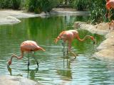 Flamingos  San Diego Zoo