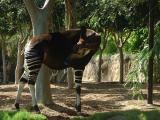 Okapi  San Diego Zoo