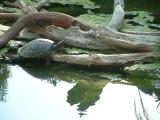 Turtle  San Diego Zoo
