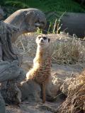 Meerkat  San Diego Zoo