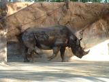Rhinoceros  San Diego Zoo