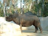 Rhinoceros  San Diego Zoo