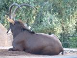 San Diego Zoo