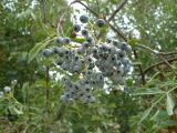 Some berries amongst the grounds  the gardens contained many tradional plants used by the Chumash.