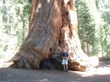 Rob in front of a Sequoia tree  in the Walk of 100 Giants.