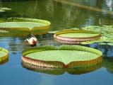 One of the lillies in the lillypond outside the Botanical Building