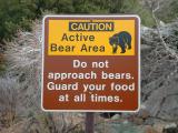 There's a bear in there ... Sequoia