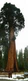 Sentinel tree, outside the Giant Forest Museum, Sequoia and Kings Canyon