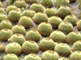 The Cactus Garden, The Getty Center, Los Angeles, California