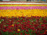 Carlsbad Flower Fields, Carlsbad, California