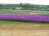 Carlsbad Flower Fields, Carlsbad, California