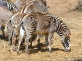 San Diego Wild Animal Park, Escondido, California