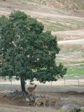 San Diego Wild Animal Park, Escondido, California