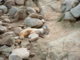 San Diego Wild Animal Park, Escondido, California