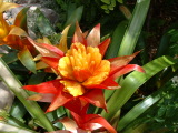 Orchids, San Diego Wild Animal Park, Escondido, California
