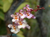 Orchids, San Diego Wild Animal Park, Escondido, California