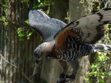 San Diego Wild Animal Park, Escondido, California