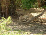 San Diego Wild Animal Park, Escondido, California