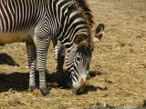San Diego Wild Animal Park, Escondido, California