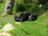 San Diego Wild Animal Park, Escondido, California