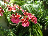 Orchids, San Diego Wild Animal Park, Escondido, California