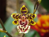 Orchids, San Diego Wild Animal Park, Escondido, California