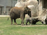 San Diego Wild Animal Park, Escondido, California