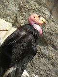 San Diego Wild Animal Park, Escondido, California