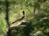 Roadrunner, San Diego Wild Animal Park, Escondido, California