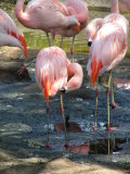 San Diego Wild Animal Park, Escondido, California