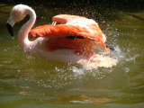 San Diego Wild Animal Park, Escondido, California