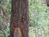 A woodpecker pecking holes in a tree in The Grand Canyon, Arizona
