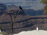 The Grand Canyon, Arizona
